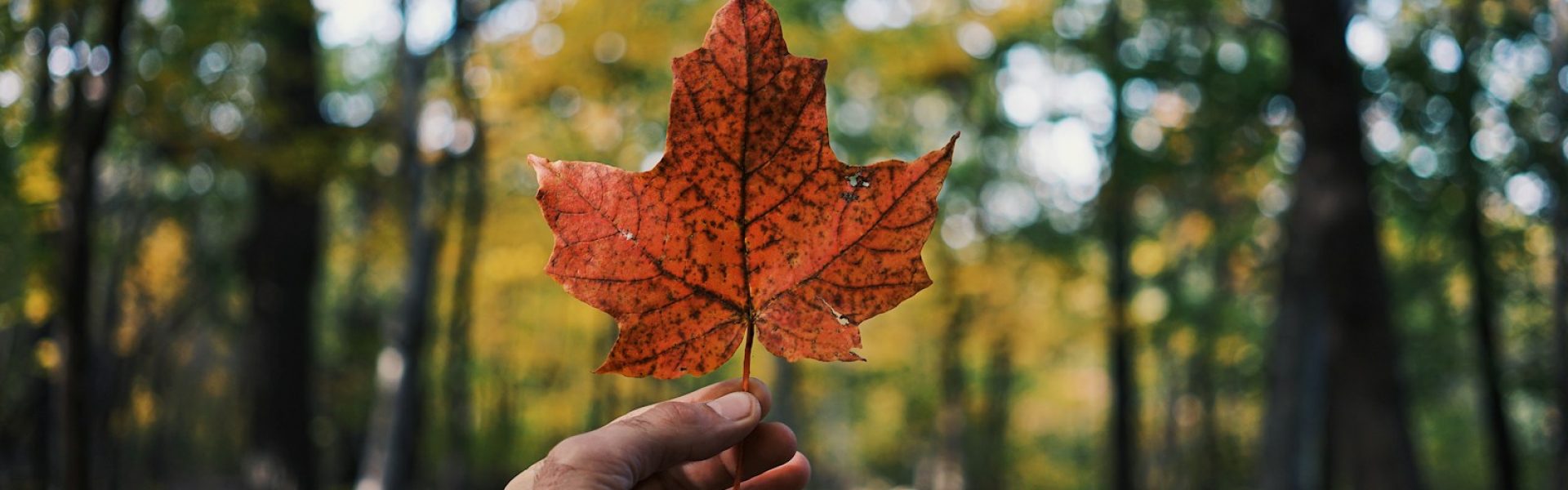 person holding maple leaf